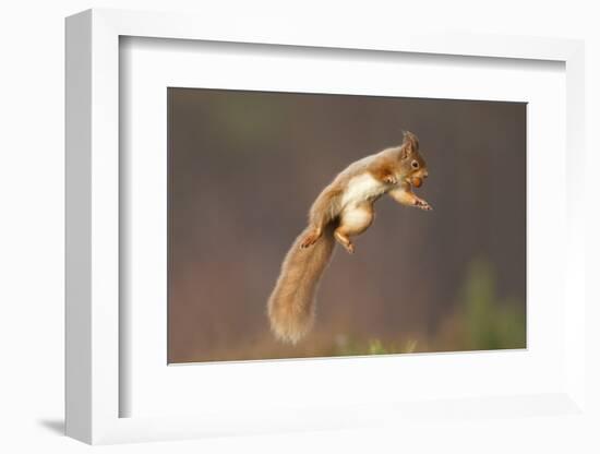 Red Squirrel (Sciurus Vulgaris) Jumping, with Nut in its Mouth, Cairngorms Np, Scotland, UK, March-Peter Cairns-Framed Photographic Print