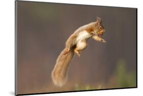 Red Squirrel (Sciurus Vulgaris) Jumping, with Nut in its Mouth, Cairngorms Np, Scotland, UK, March-Peter Cairns-Mounted Photographic Print