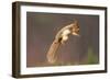 Red Squirrel (Sciurus Vulgaris) Jumping, with Nut in its Mouth, Cairngorms Np, Scotland, UK, March-Peter Cairns-Framed Photographic Print