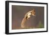 Red Squirrel (Sciurus Vulgaris) Jumping, with Nut in its Mouth, Cairngorms Np, Scotland, UK, March-Peter Cairns-Framed Photographic Print