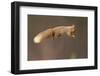 Red Squirrel (Sciurus Vulgaris) Jumping with Nut in Mouth, Cairngorms National Park, Scotland-Peter Cairns-Framed Photographic Print