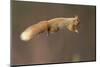 Red Squirrel (Sciurus Vulgaris) Jumping with Nut in Mouth, Cairngorms National Park, Scotland-Peter Cairns-Mounted Photographic Print