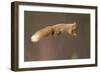 Red Squirrel (Sciurus Vulgaris) Jumping with Nut in Mouth, Cairngorms National Park, Scotland-Peter Cairns-Framed Photographic Print