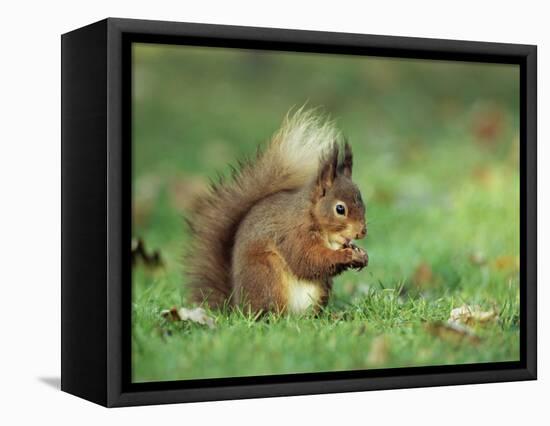 Red Squirrel (Sciurus Vulgaris), Lowther, Near Penrith, Cumbria, England, United Kingdom, Europe-Ann & Steve Toon-Framed Stretched Canvas