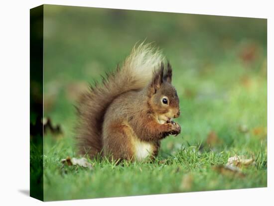 Red Squirrel (Sciurus Vulgaris), Lowther, Near Penrith, Cumbria, England, United Kingdom, Europe-Ann & Steve Toon-Stretched Canvas