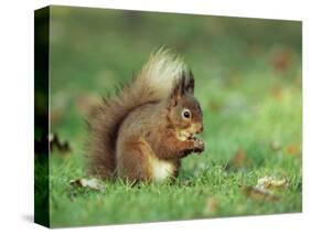 Red Squirrel (Sciurus Vulgaris), Lowther, Near Penrith, Cumbria, England, United Kingdom, Europe-Ann & Steve Toon-Stretched Canvas