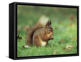 Red Squirrel (Sciurus Vulgaris), Lowther, Near Penrith, Cumbria, England, United Kingdom, Europe-Ann & Steve Toon-Framed Stretched Canvas