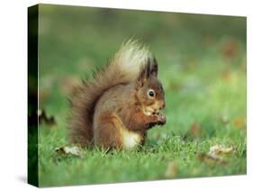 Red Squirrel (Sciurus Vulgaris), Lowther, Near Penrith, Cumbria, England, United Kingdom, Europe-Ann & Steve Toon-Stretched Canvas