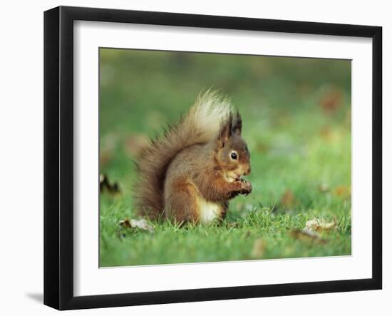 Red Squirrel (Sciurus Vulgaris), Lowther, Near Penrith, Cumbria, England, United Kingdom, Europe-Ann & Steve Toon-Framed Premium Photographic Print