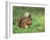 Red Squirrel (Sciurus Vulgaris), Lowther, Near Penrith, Cumbria, England, United Kingdom, Europe-Ann & Steve Toon-Framed Premium Photographic Print