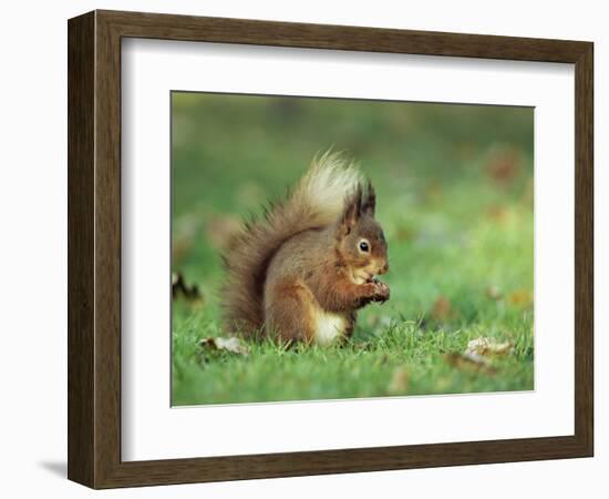 Red Squirrel (Sciurus Vulgaris), Lowther, Near Penrith, Cumbria, England, United Kingdom, Europe-Ann & Steve Toon-Framed Photographic Print