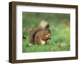 Red Squirrel (Sciurus Vulgaris), Lowther, Near Penrith, Cumbria, England, United Kingdom, Europe-Ann & Steve Toon-Framed Photographic Print