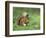 Red Squirrel (Sciurus Vulgaris), Lowther, Near Penrith, Cumbria, England, United Kingdom, Europe-Ann & Steve Toon-Framed Photographic Print