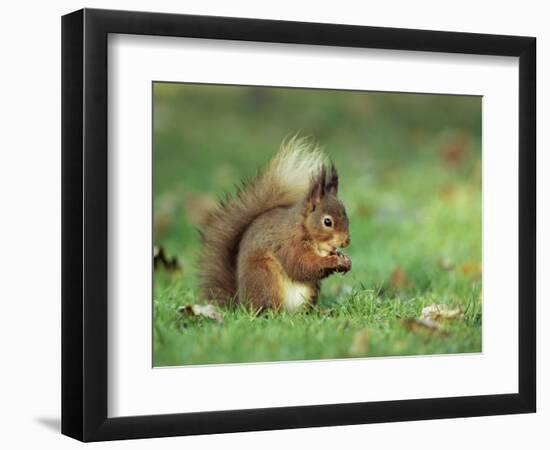 Red Squirrel (Sciurus Vulgaris), Lowther, Near Penrith, Cumbria, England, United Kingdom, Europe-Ann & Steve Toon-Framed Photographic Print