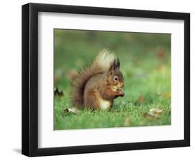 Red Squirrel (Sciurus Vulgaris), Lowther, Near Penrith, Cumbria, England, United Kingdom, Europe-Ann & Steve Toon-Framed Photographic Print