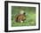 Red Squirrel (Sciurus Vulgaris), Lowther, Near Penrith, Cumbria, England, United Kingdom, Europe-Ann & Steve Toon-Framed Photographic Print