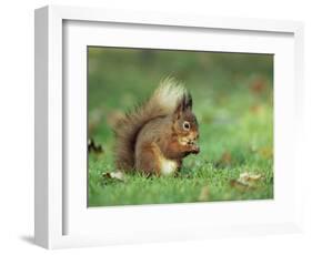 Red Squirrel (Sciurus Vulgaris), Lowther, Near Penrith, Cumbria, England, United Kingdom, Europe-Ann & Steve Toon-Framed Photographic Print