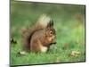 Red Squirrel (Sciurus Vulgaris), Lowther, Near Penrith, Cumbria, England, United Kingdom, Europe-Ann & Steve Toon-Mounted Photographic Print