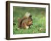 Red Squirrel (Sciurus Vulgaris), Lowther, Near Penrith, Cumbria, England, United Kingdom, Europe-Ann & Steve Toon-Framed Photographic Print