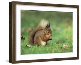 Red Squirrel (Sciurus Vulgaris), Lowther, Near Penrith, Cumbria, England, United Kingdom, Europe-Ann & Steve Toon-Framed Photographic Print