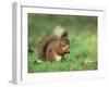 Red Squirrel (Sciurus Vulgaris), Lowther, Near Penrith, Cumbria, England, United Kingdom, Europe-Ann & Steve Toon-Framed Photographic Print