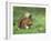 Red Squirrel (Sciurus Vulgaris), Lowther, Near Penrith, Cumbria, England, United Kingdom, Europe-Ann & Steve Toon-Framed Photographic Print