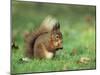 Red Squirrel (Sciurus Vulgaris), Lowther, Near Penrith, Cumbria, England, United Kingdom, Europe-Ann & Steve Toon-Mounted Photographic Print