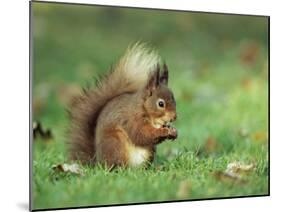 Red Squirrel (Sciurus Vulgaris), Lowther, Near Penrith, Cumbria, England, United Kingdom, Europe-Ann & Steve Toon-Mounted Photographic Print