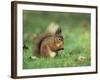 Red Squirrel (Sciurus Vulgaris), Lowther, Near Penrith, Cumbria, England, United Kingdom, Europe-Ann & Steve Toon-Framed Photographic Print