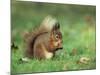 Red Squirrel (Sciurus Vulgaris), Lowther, Near Penrith, Cumbria, England, United Kingdom, Europe-Ann & Steve Toon-Mounted Photographic Print