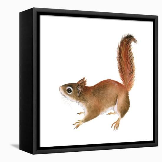 Red Squirrel (Sciurus Vulgaris), Mammals-Encyclopaedia Britannica-Framed Stretched Canvas