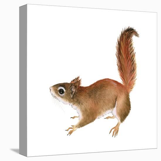 Red Squirrel (Sciurus Vulgaris), Mammals-Encyclopaedia Britannica-Stretched Canvas