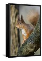 Red Squirrel (Sciurus Vulgaris) on Branch in Morning Sun, Brownsea Island, Dorset, UK, February-Bertie Gregory-Framed Stretched Canvas