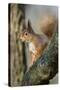 Red Squirrel (Sciurus Vulgaris) on Branch in Morning Sun, Brownsea Island, Dorset, UK, February-Bertie Gregory-Stretched Canvas