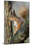 Red Squirrel (Sciurus Vulgaris) on Branch in Morning Sun, Brownsea Island, Dorset, UK, February-Bertie Gregory-Mounted Photographic Print