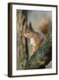 Red Squirrel (Sciurus Vulgaris) on Branch in Morning Sun, Brownsea Island, Dorset, UK, February-Bertie Gregory-Framed Photographic Print