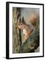 Red Squirrel (Sciurus Vulgaris) on Branch in Morning Sun, Brownsea Island, Dorset, UK, February-Bertie Gregory-Framed Photographic Print