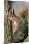 Red Squirrel (Sciurus Vulgaris) on Branch in Morning Sun, Brownsea Island, Dorset, UK, February-Bertie Gregory-Mounted Photographic Print