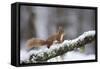 Red Squirrel (Sciurus Vulgaris) on Branch in Snow, Glenfeshie, Cairngorms National Park, Scotland-Cairns-Framed Stretched Canvas