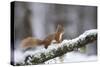 Red Squirrel (Sciurus Vulgaris) on Branch in Snow, Glenfeshie, Cairngorms National Park, Scotland-Cairns-Stretched Canvas