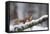 Red Squirrel (Sciurus Vulgaris) on Branch in Snow, Glenfeshie, Cairngorms National Park, Scotland-Cairns-Framed Stretched Canvas