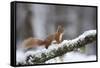 Red Squirrel (Sciurus Vulgaris) on Branch in Snow, Glenfeshie, Cairngorms National Park, Scotland-Cairns-Framed Stretched Canvas