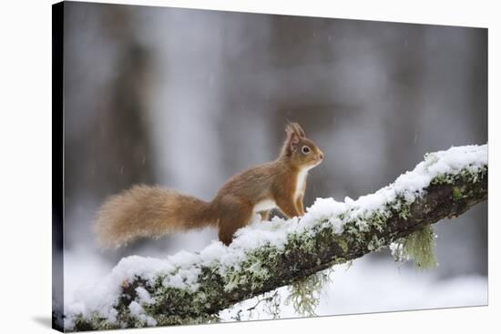 Red Squirrel (Sciurus Vulgaris) on Branch in Snow, Glenfeshie, Cairngorms National Park, Scotland-Cairns-Stretched Canvas