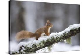 Red Squirrel (Sciurus Vulgaris) on Branch in Snow, Glenfeshie, Cairngorms National Park, Scotland-Cairns-Stretched Canvas