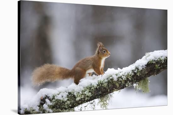 Red Squirrel (Sciurus Vulgaris) on Branch in Snow, Glenfeshie, Cairngorms National Park, Scotland-Cairns-Stretched Canvas