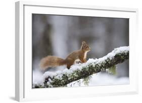 Red Squirrel (Sciurus Vulgaris) on Branch in Snow, Glenfeshie, Cairngorms National Park, Scotland-Cairns-Framed Photographic Print