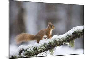 Red Squirrel (Sciurus Vulgaris) on Branch in Snow, Glenfeshie, Cairngorms National Park, Scotland-Cairns-Mounted Photographic Print