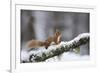 Red Squirrel (Sciurus Vulgaris) on Branch in Snow, Glenfeshie, Cairngorms National Park, Scotland-Cairns-Framed Photographic Print