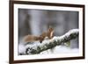 Red Squirrel (Sciurus Vulgaris) on Branch in Snow, Glenfeshie, Cairngorms National Park, Scotland-Cairns-Framed Photographic Print