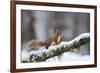 Red Squirrel (Sciurus Vulgaris) on Branch in Snow, Glenfeshie, Cairngorms National Park, Scotland-Cairns-Framed Photographic Print